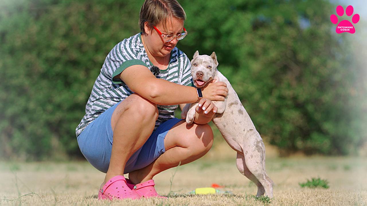 Щенки очень изменились всего за две недели! Теперь это шикарные Американские Булли XL/XXL смотреть онлайн