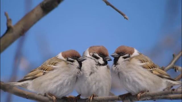Песня "Три воробышка"стих. К.Северинца.муз.гр.Ковчег.г.Витебск. смотреть онлайн