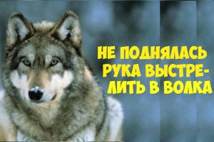 Не поднялась рука на волка. История из жизни животных.