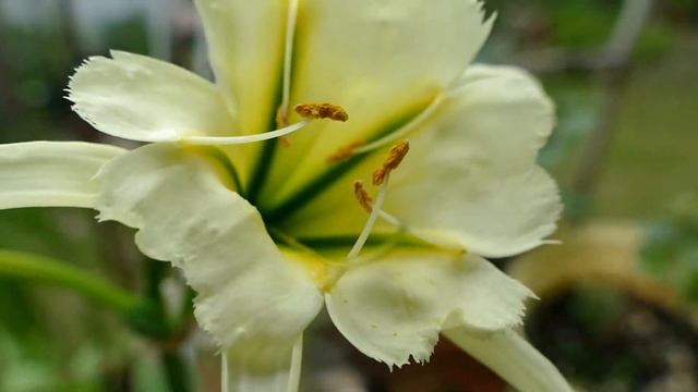 ISMENA ''SULPHUR QUEEN'' - 1 смотреть онлайн