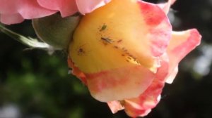 Физминутка насекомых