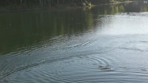 volantex vector sr80pro