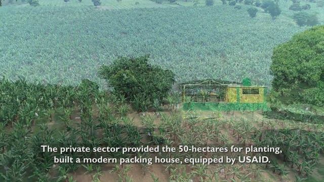 Modern Banana Farm For Export Market - USAID AVANSE -2019 ENGLISH смотреть онлайн