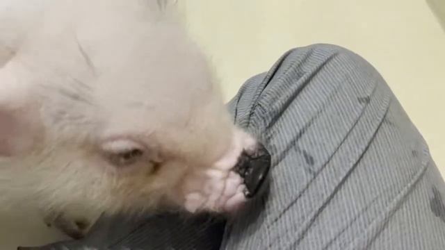 【効果絶大】マイクロブタカフェに行ったら全ストレスが吹き飛んだ！ смотреть онлайн