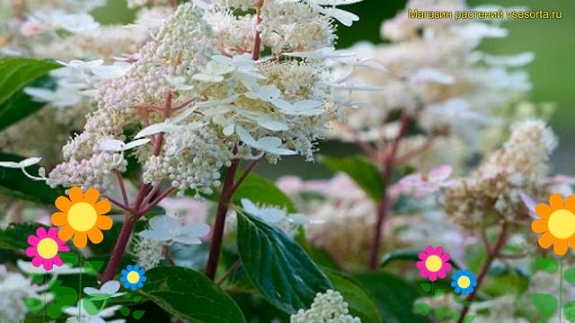 Гортензия метельчатая Ерли Хэрни. Краткий обзор, описание hydrangea paniculata Early harry смотреть онлайн