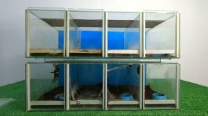 Пауки птицееды. Наша небольшая коллекция пауков и скорпионов | Spiders and scorpions.