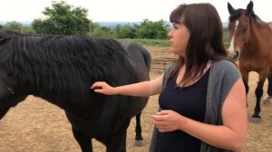 Советы эксперта: как правильно ухаживать за лошадьми