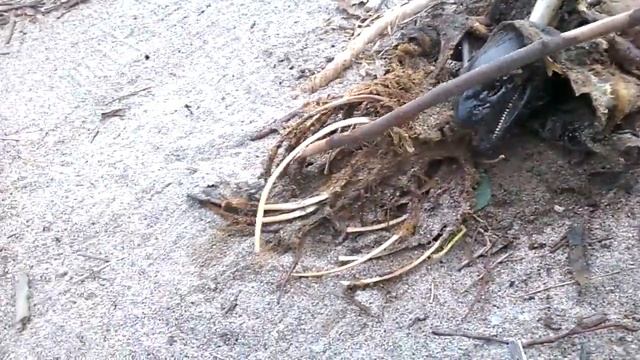 Чёрное море выбросило ЭТО ЧУДО_ЮДО на берег!!! The black sea, threw IT to shore!!! смотреть онлайн