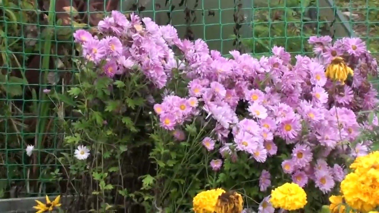 В огороде и за огородом в подмосковном лесу, 2 Октября 2023