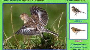 Пение Чечёток.  Виды чечёток . ( обыкновенная, горная,тундряная) (360p).mp4