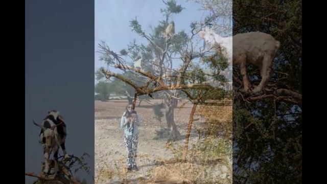 Козы, пасущиеся на деревьях, Марокко, Goats grazing on the trees, Morocco смотреть онлайн