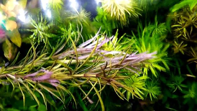 ОБЗОР ПОГОСТЕМОН КИМБЕРЛИ. СОДЕРЖАНИЕ И УХОД смотреть онлайн