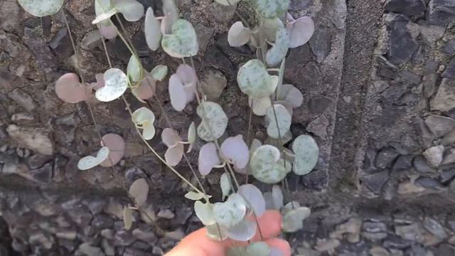 ЦЕРОПЕГИЯ под видом ХОЙИ. РЕДКОЕ РАСТЕНИЕ В НАШИХ ЦВЕТОЧНЫХ МАГАЗИНАХ. смотреть онлайн