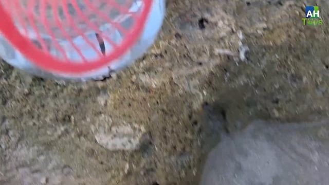 Finding hermit crab and ornamental fish, crab, conch, snail, shell, fish, starfish, sea cucumber смотреть онлайн