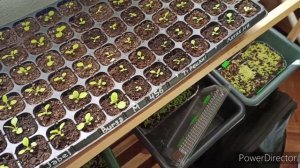 17. Рассада табака. Проблемы с грунтом.