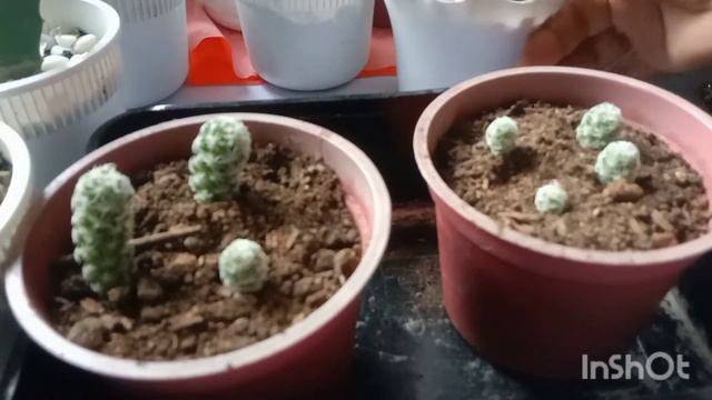 How to Easily Propagate Thimble Cactus (Mammilaria Gracilis) смотреть онлайн