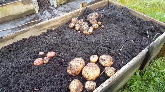South Yorks Allotment - yr3/ep2 - Greenhouse maintenance, winter harvest and plot jobs. смотреть онлайн