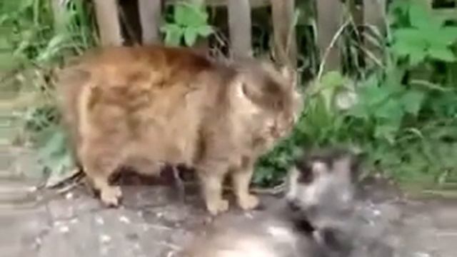 Коты дерутся за самку! смотреть онлайн