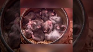 ?Размножение сирийских хомяков?