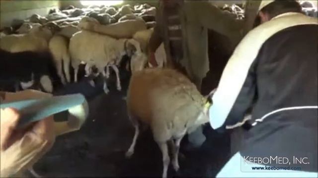 Excellent Portable Bovine Ultrasound Scanner for Use on the Farm смотреть онлайн