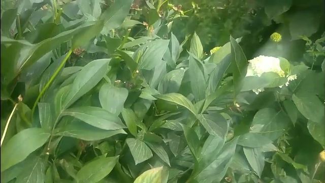 О МОЁМ ПП ЛЕТОМ?? МОЙ УХОД ЗА ПИОНОМ??♀️??? смотреть онлайн