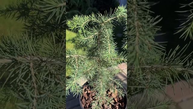 Кедр ливанский из семян #greentrees #odessa #cedrus смотреть онлайн