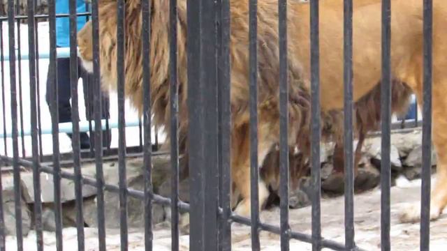 Сэм зовёт лигрицу Зиту 08.04.18 смотреть онлайн