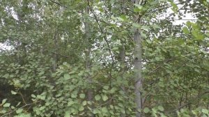 ОСИНА  дерево - ВАМПИР  ? Польза или вред .. ?