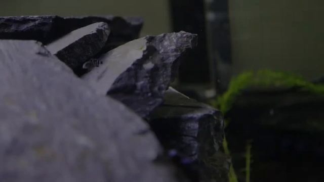 Demasoni cichlid fry / Малёк демасони. смотреть онлайн