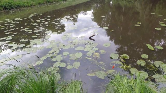 КАК Я ЛОВИЛ ЖИВЦА ! рыбалка в Германии 2022 смотреть онлайн