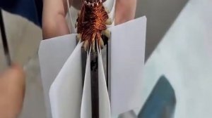 Перемотка якоря. Как перемотать якоря. Процесс перемотки якоря