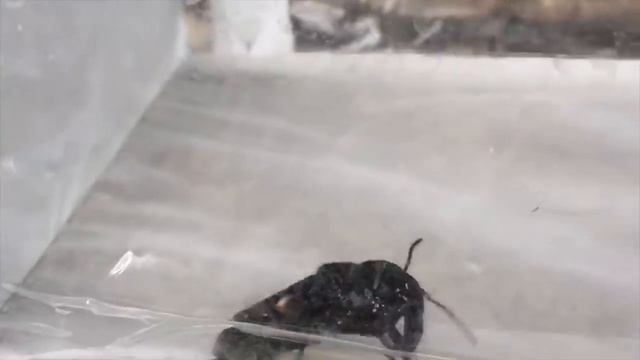 Эти Рекорды Гиннесса Невозможно Побить! Топ 10.mp4 смотреть онлайн