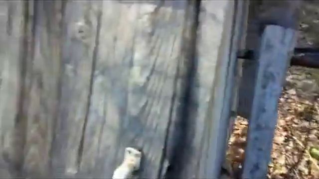 МИРмайКОП.прогулка по лесу. смотреть онлайн