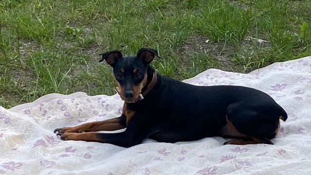 МАМА ОТЛИЧНИКА ХОРОШО УДЕЛАЛА ПИРАТКУ. ПИРАТСКАЯ ЖИЗНЬ. ОБЗОР ВЛОГА. смотреть онлайн