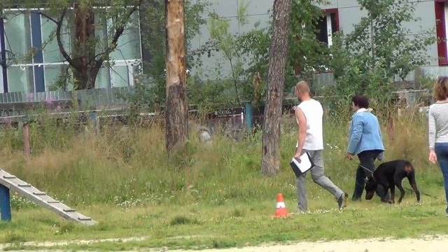 18 test Dober-MIX - Adal Esker Buan Bysen - 29.07.2017 смотреть онлайн