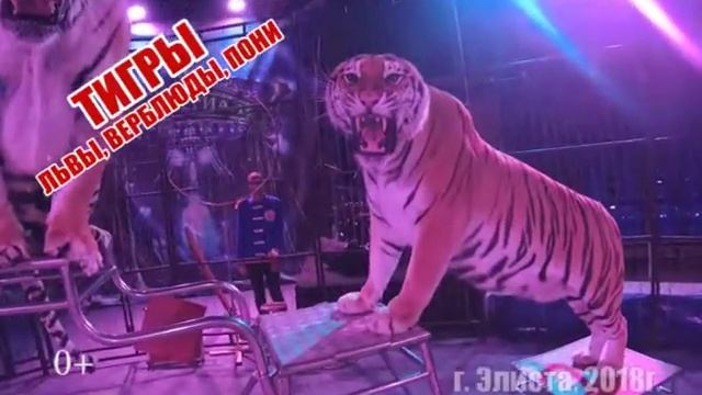 ЦИРК ШАПИТО "Империал" г.Санкт-Петербург в Элисте! смотреть онлайн