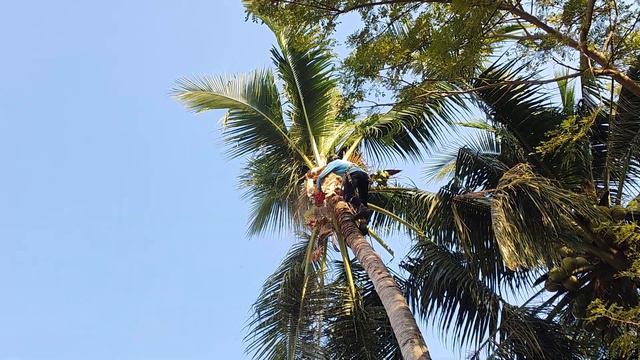 Cưa Cây Dừa Lão Trái Siêu To Nghiêng Vô Nhà Vô Cùng Hồi Hộp.
