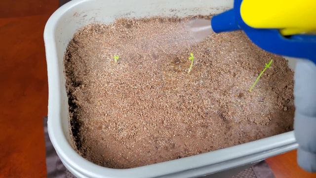 Growing Lemon Trees from Seeds, Days 0-47 смотреть онлайн