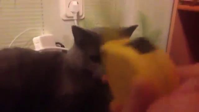 Кот длинный язык показывает!!! Кот косит под рулетку!!! Кот и линейка!!! Самы смотреть онлайн