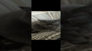ПАМЯТИ ПЛЮШИ