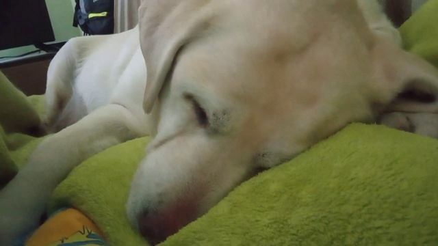 Лабрадор храпит как человек.Очень громко смотреть онлайн