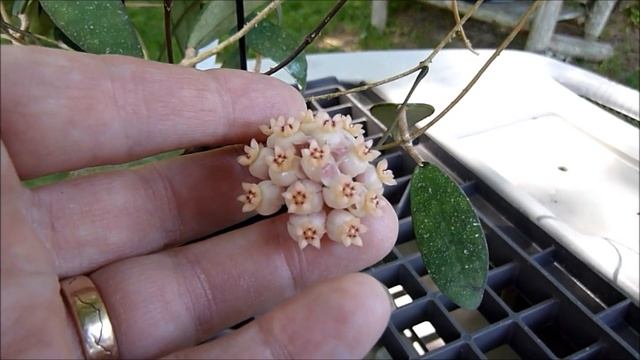 A Visit with Hoya sp. UT 001 смотреть онлайн