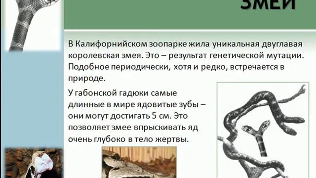 Интересные факты о пресмыкающихся смотреть онлайн
