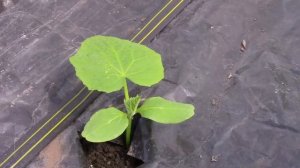 Ранние огурцы на пленке в неотапливаемой теплице