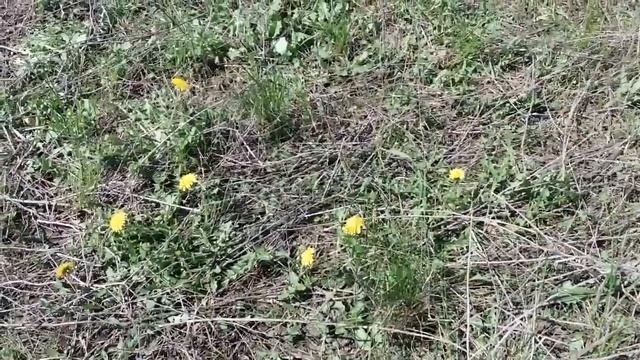 Посадка дубовой рощи на Украине смотреть онлайн