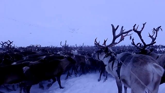 Кочевники оленеводы / Перегон стада оленей / Полярный Урал / ЯНАО / Ямал смотреть онлайн