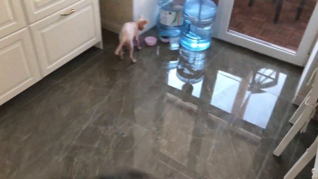 Вечно недовольный Той Терьер! смотреть онлайн