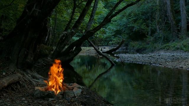 Как размножить жасмин черенками?