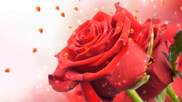 Футаж Нет в мире ничего нежней и краше, чем этот сверток алых лепестков HD смотреть онлайн