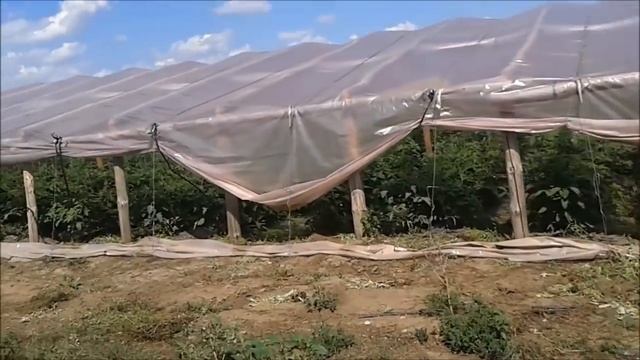 Выращивание помидоров в теплице Китайские овощи смотреть онлайн